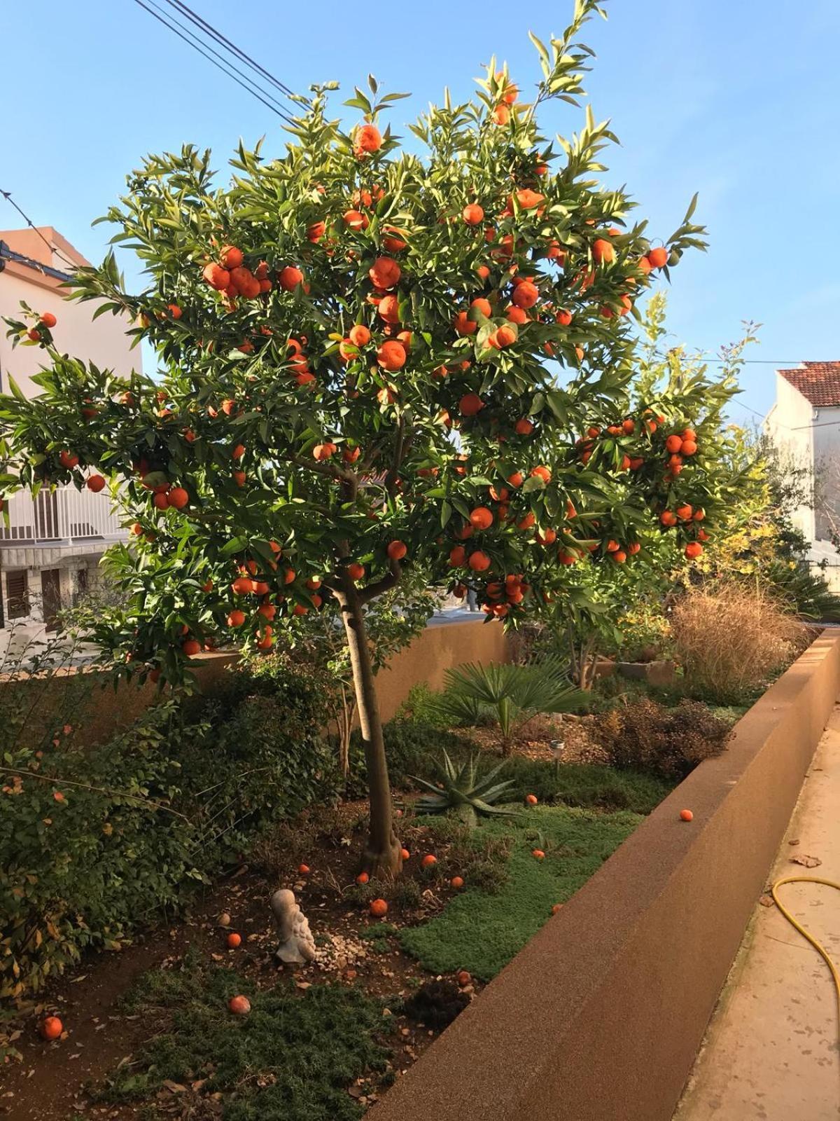 טרוגיר Villa Bozana מראה חיצוני תמונה